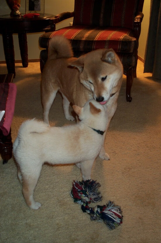 意甲焦点战，马赛式战术完胜波兰军团，点燃亚平宁赛场